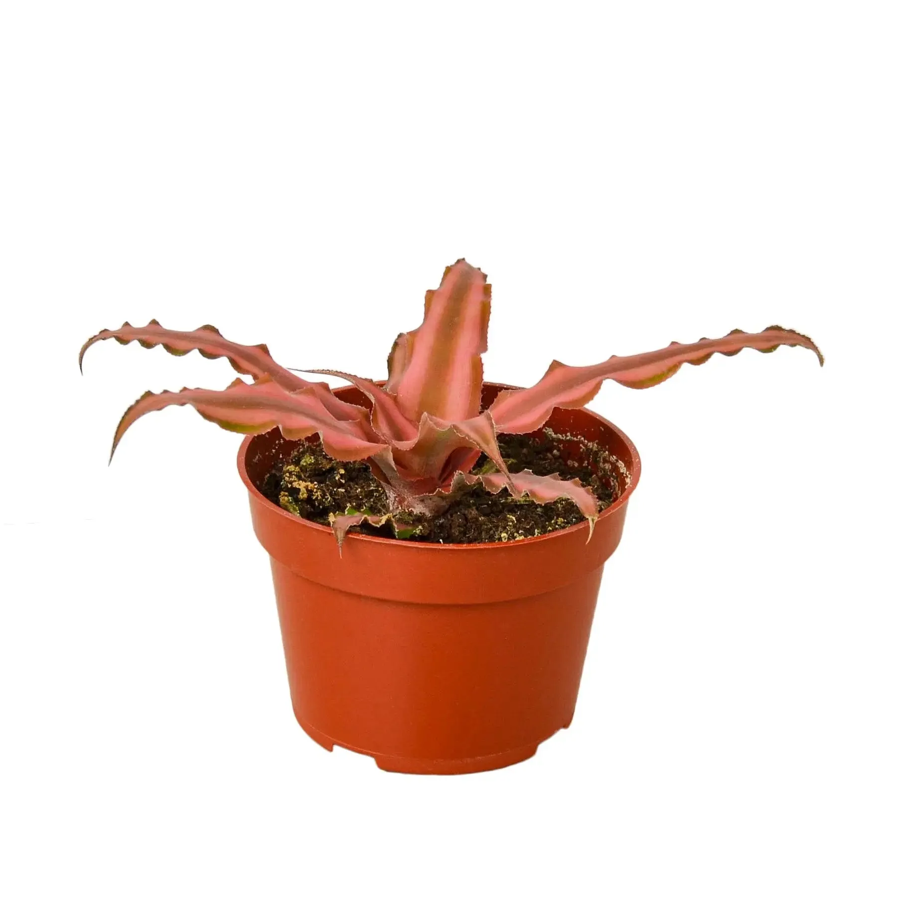 Cryptanthus 'Pink Star'