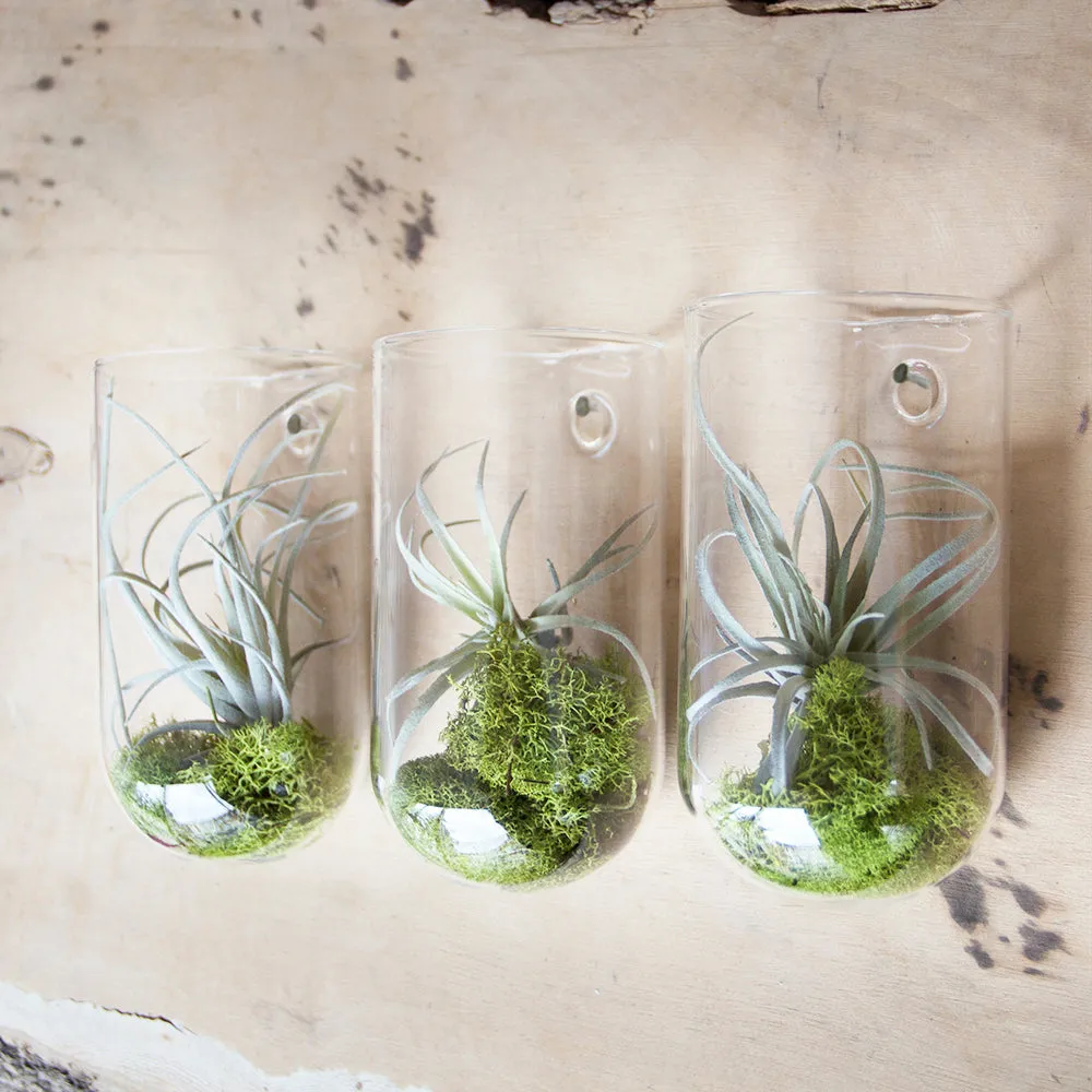 Glass Planter Wall Cup