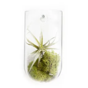 Glass Planter Wall Cup