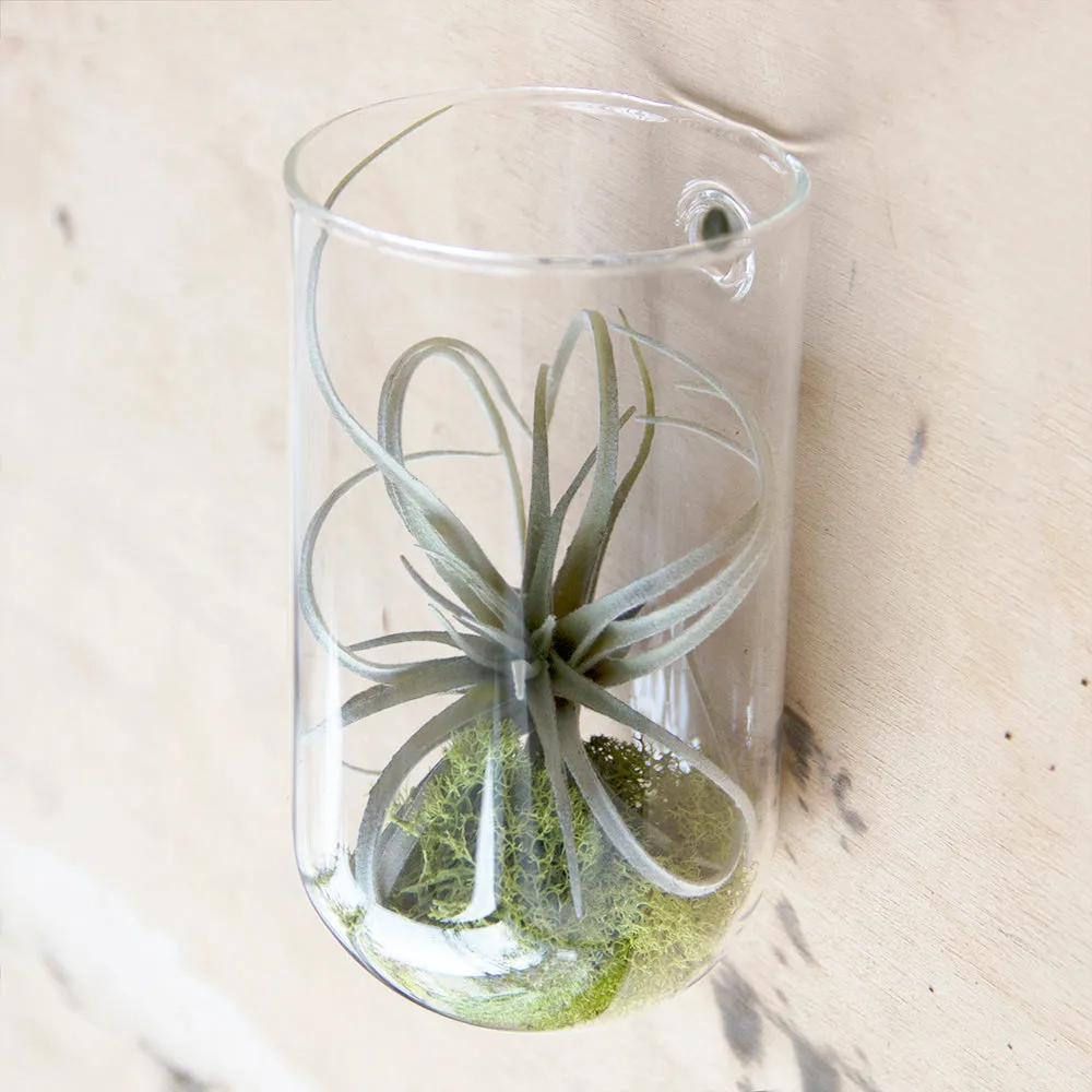 Glass Planter Wall Cup