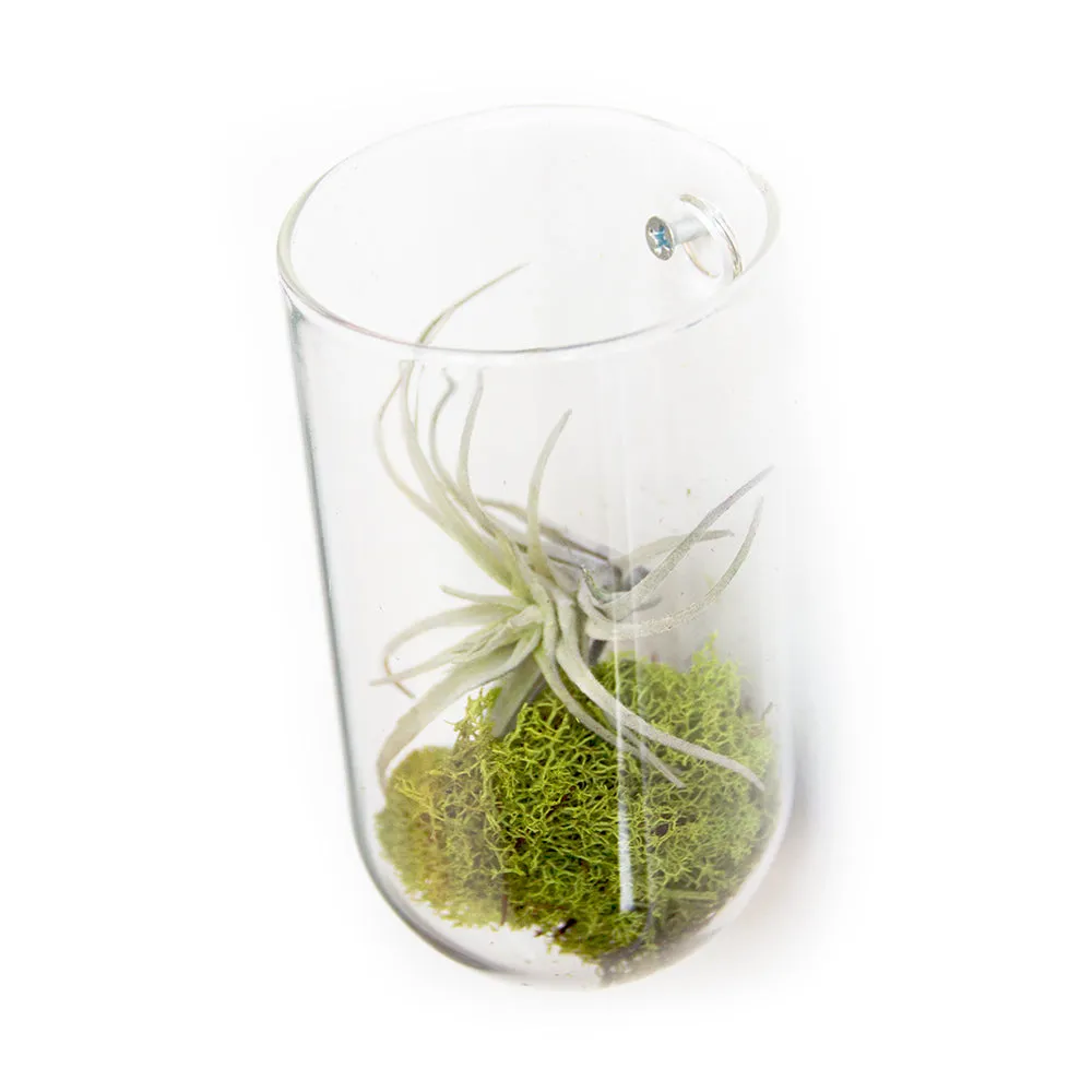 Glass Planter Wall Cup