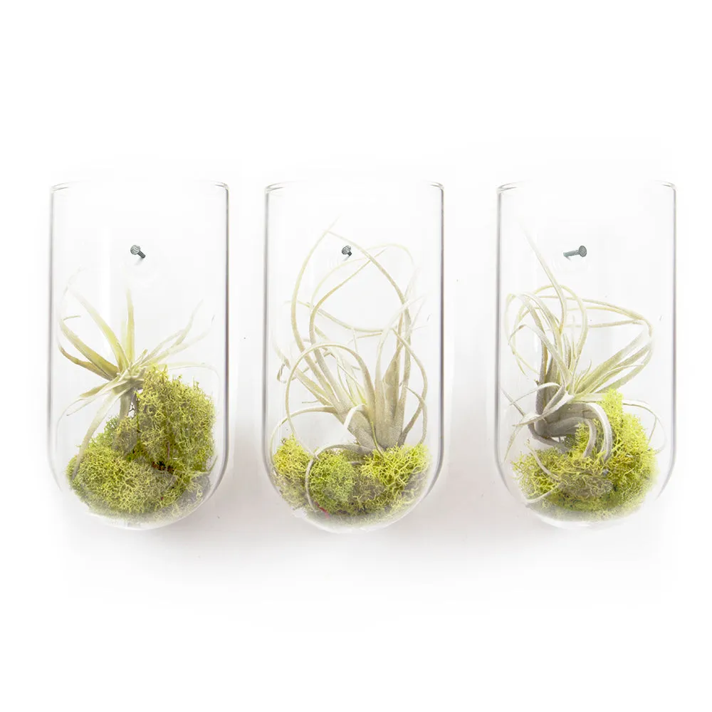 Glass Planter Wall Cup