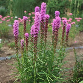 liatris kobold potted