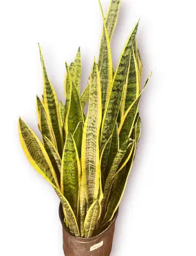 Snake Plant Laurentii 10”